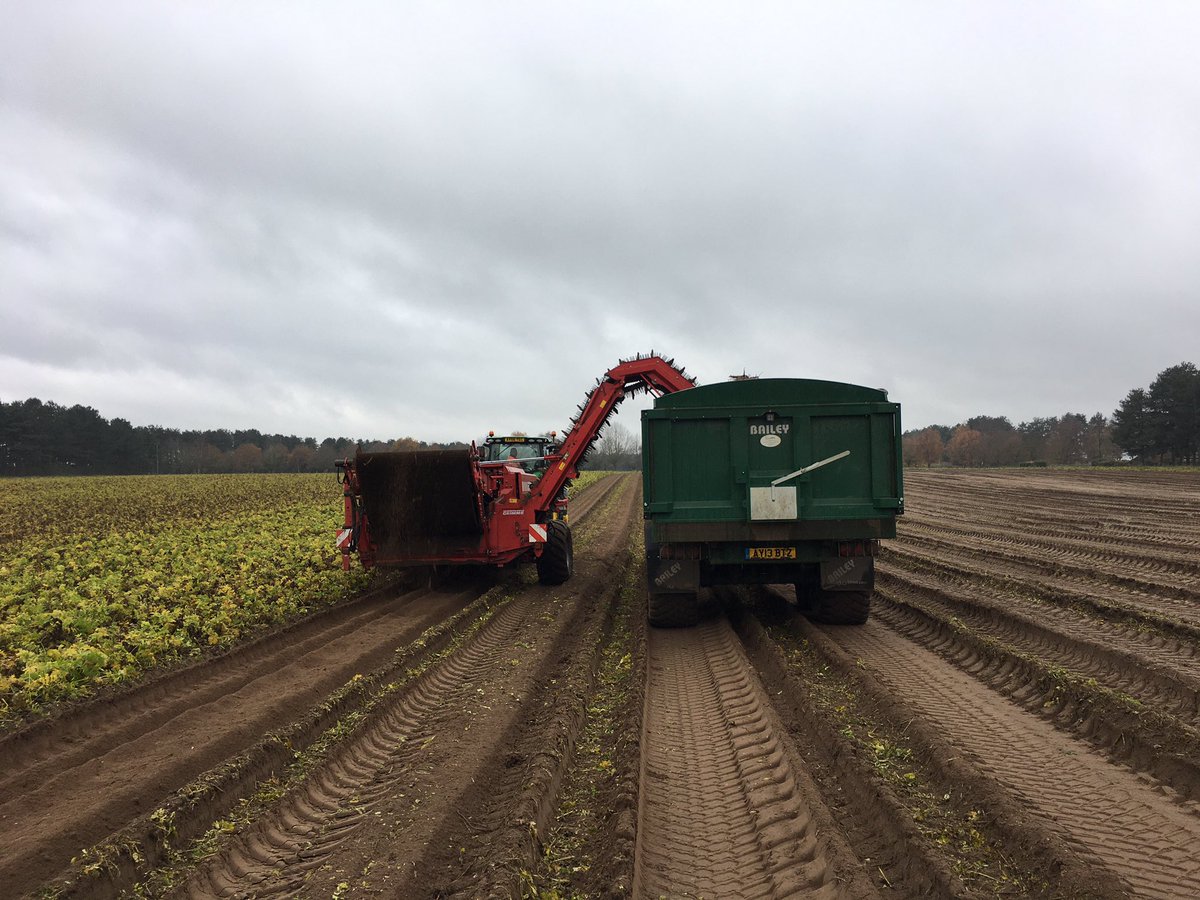 WantisdenHallFa's tweet photo. It may be wet but Parsnip harvesting is in full swing in the run up to #Christmas @GrimmeUK @PTuckwellLtd @3musketeersltd https://t.co/znWgO275hu