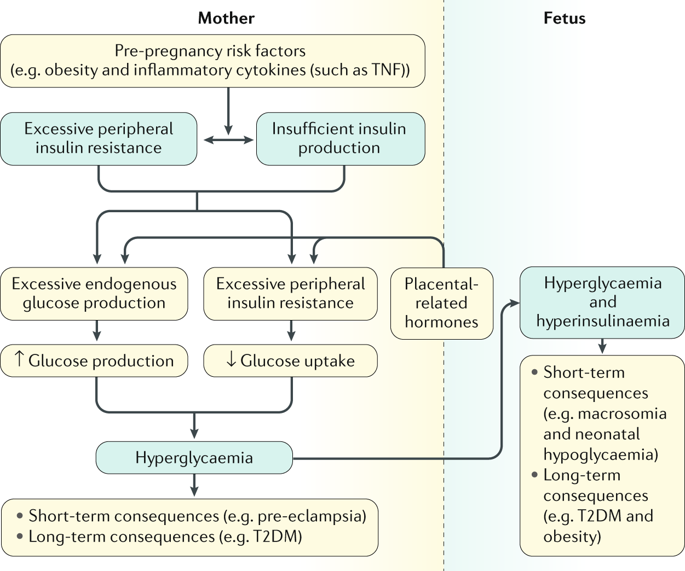 Diabetogenic placental hormones and gestational diabetes Diabetogenic placental hormones and gestational diabetes investing and non inverting amplifier applications of biotechnology