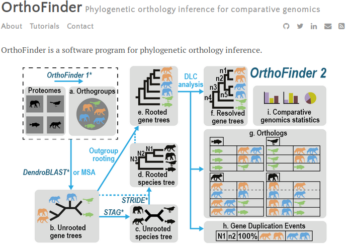 David__Emms's tweet photo. I've just put online a set of step-by-step tutorials on running OrthoFinder and interpreting the results: https://t.co/q7NeU1Xsj1

You can also see the latest paper here: https://t.co/CbHoyvkUi4 https://t.co/KAx1mC0BBu