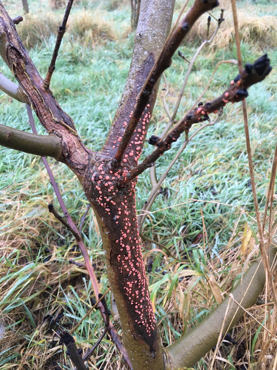 Andrea_L_Harper's tweet photo. This #nectria infection prettily highlights the extent of  #chalara #ashdieback damage https://t.co/pBOEvTsjhb