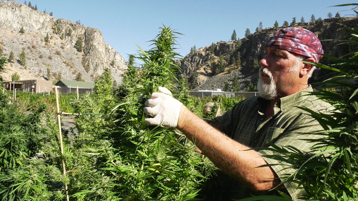 BinaryDocfilms's tweet image. Thanksgiving with a Cannabis Film, On Amazon Prime, Oberfelder's Cannabis Farm, the good the bad and the happy.  produced by binaryrecordingstudio.com #binaryrecordingstudio #cannabis #BlackFridayMe #bellinghamrecordingstudio #CBD #cannabisfilm