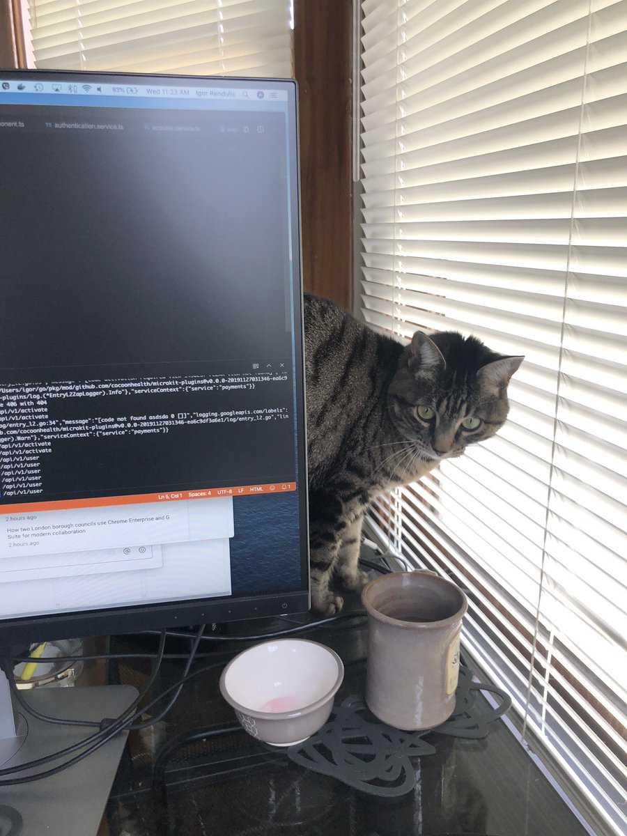 realmailio's tweet image. My little helper #catcoder #realmailio #codinglife