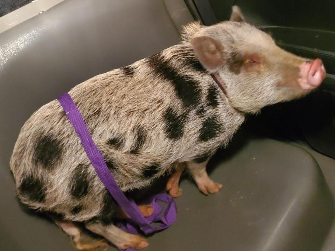 pleffler's tweet image. Missing a pig? Bethlehem police may have it

mcall.com/news/police/mc…