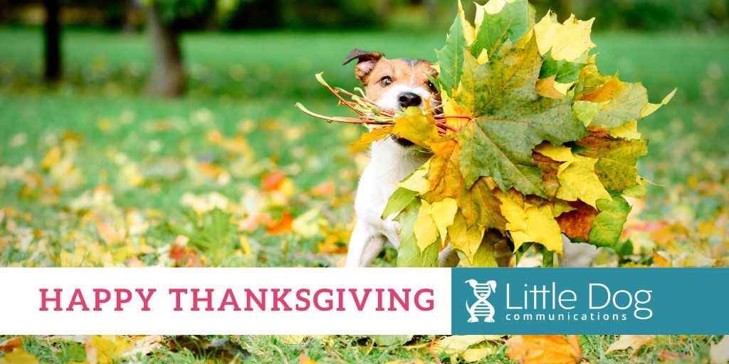 litldog's tweet photo. Happy Thanksgiving from the Little Dog team! We hope you and your loved ones have a grrr-eat day! https://t.co/ZSPzCM1U9o