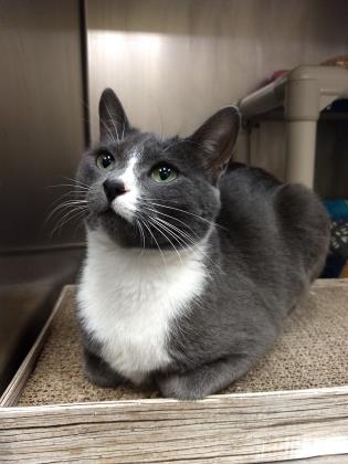 Happy Thanksgiving! The shelter will be closed today and tomorrow for the holiday. We'll return to our normal weekend hours, 12-5, on Saturday.