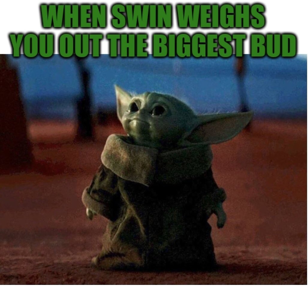 Swin_Farms's tweet photo. https://t.co/nZT5pNeArr 
Midwest's FIRST Cannabis Hemp Dispensaries 
Euphoric, Uplifting, &amp; Relaxing without the heavy, overwhelming stoned feeling
#hemp #cbdoil #cbdcarts #cbdvape #cbdgummies #cbdlife #cbdwax #cbdsale #trend #meme #cbdflower #cbdlife #cbddabs #cbdedibles #cbd https://t.co/hVQU7D4sOt