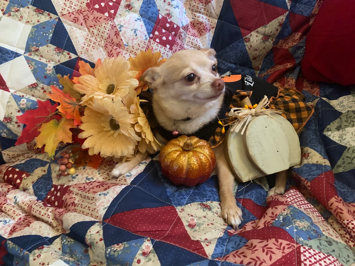 Freca360's tweet image. MY NAME IS PRECIOUS NINA AND I’M MOMMY’S LITTLE PUMPKIN!
HAVE A BLESSED THANKSGIVING!
#MacysThanksgivingDayParade #MacysParade #tdaycbs #cbsmiami #CBS #cbsnews #Thanksgiving #ThankfulThursday #Thanksgiving2019 #local10 #newyork #brooklyn #Queens #abc7eyewitness #abc7ny #wsvn