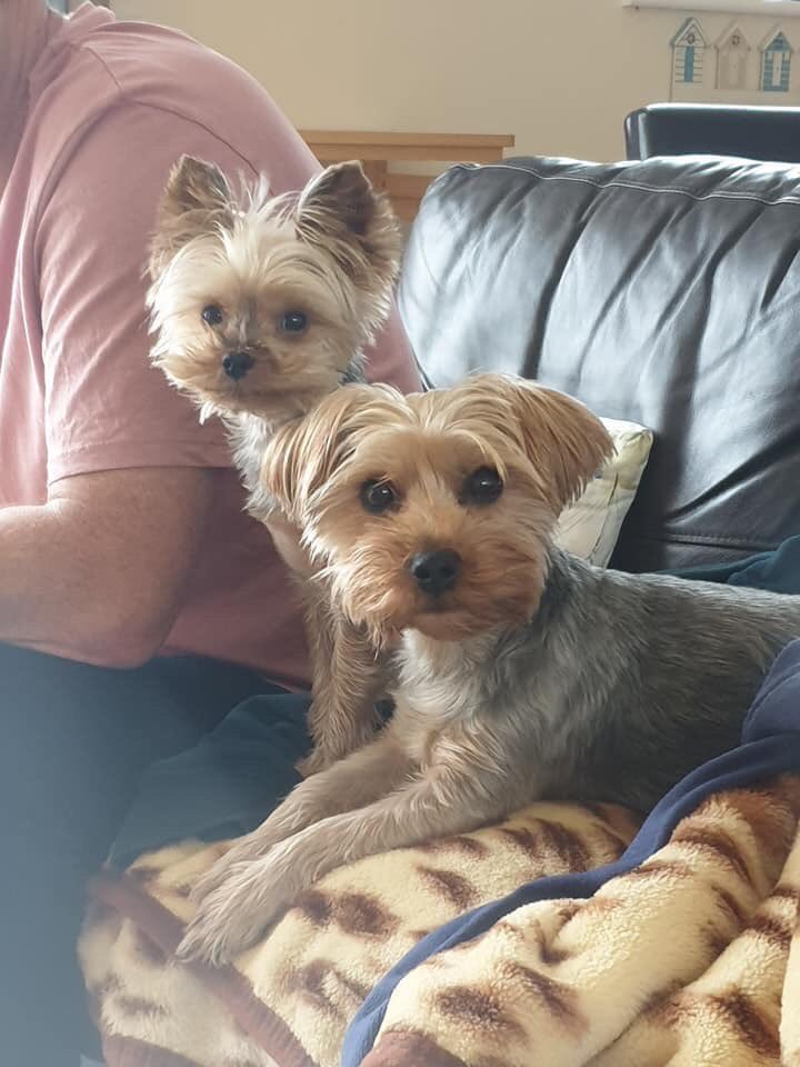 BlueFrenchie1's tweet photo. 🆘🆘 Over 3000 shares is amazing guys, please keep it going and let’s get them home! These two lovely dogs have been stolen today during a burglary in Hinxton Cambridge. Please everyone share and help get them home where they belong. https://t.co/Hy8pq70DCq