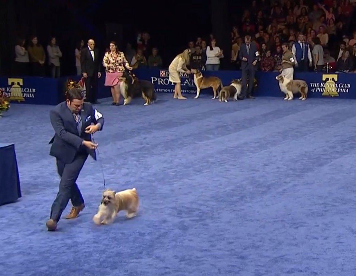 look at all these good dogs lining up to show off their humans