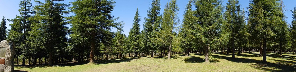 bosquedecolon's tweet photo. @JuanAndrsOria Maravilloso! En Poio (provincia de Pontevedra) tenemos el Bosque de Colón, una plantación de 500 ejemplares regalados a España por el Congreso de EEUU en conmemoración del V Centenario y plantados por niños americanos y españoles en 1992. Estáis todos invitados a visitarlo! https://t.co/jJShK3875U