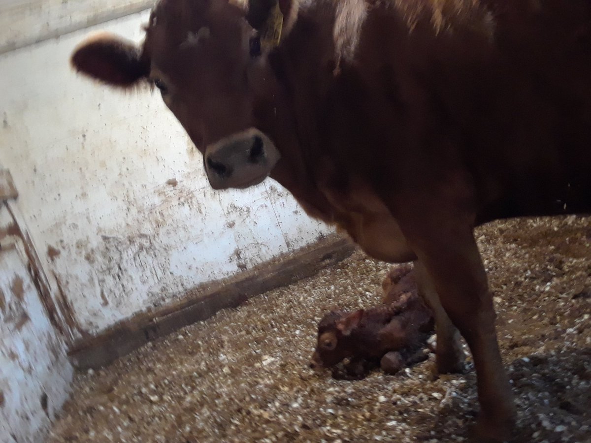 RFF_Jerseys's tweet photo. Please meet Austen &amp; her brand  new heifer. #HappyThanksgiving https://t.co/FZzKuBKf8F