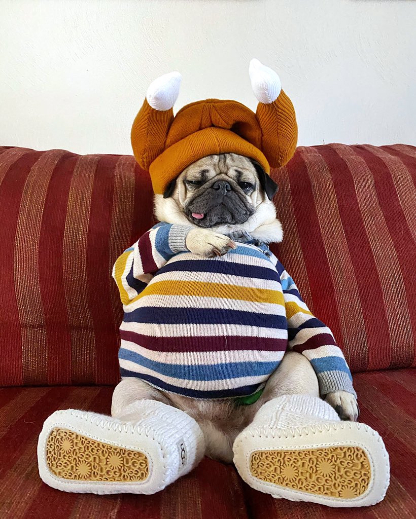 itsdougthepug's tweet photo. Who’s getting all dressed up just to go to their living room today? 🍗 https://t.co/e0JaBqttGN