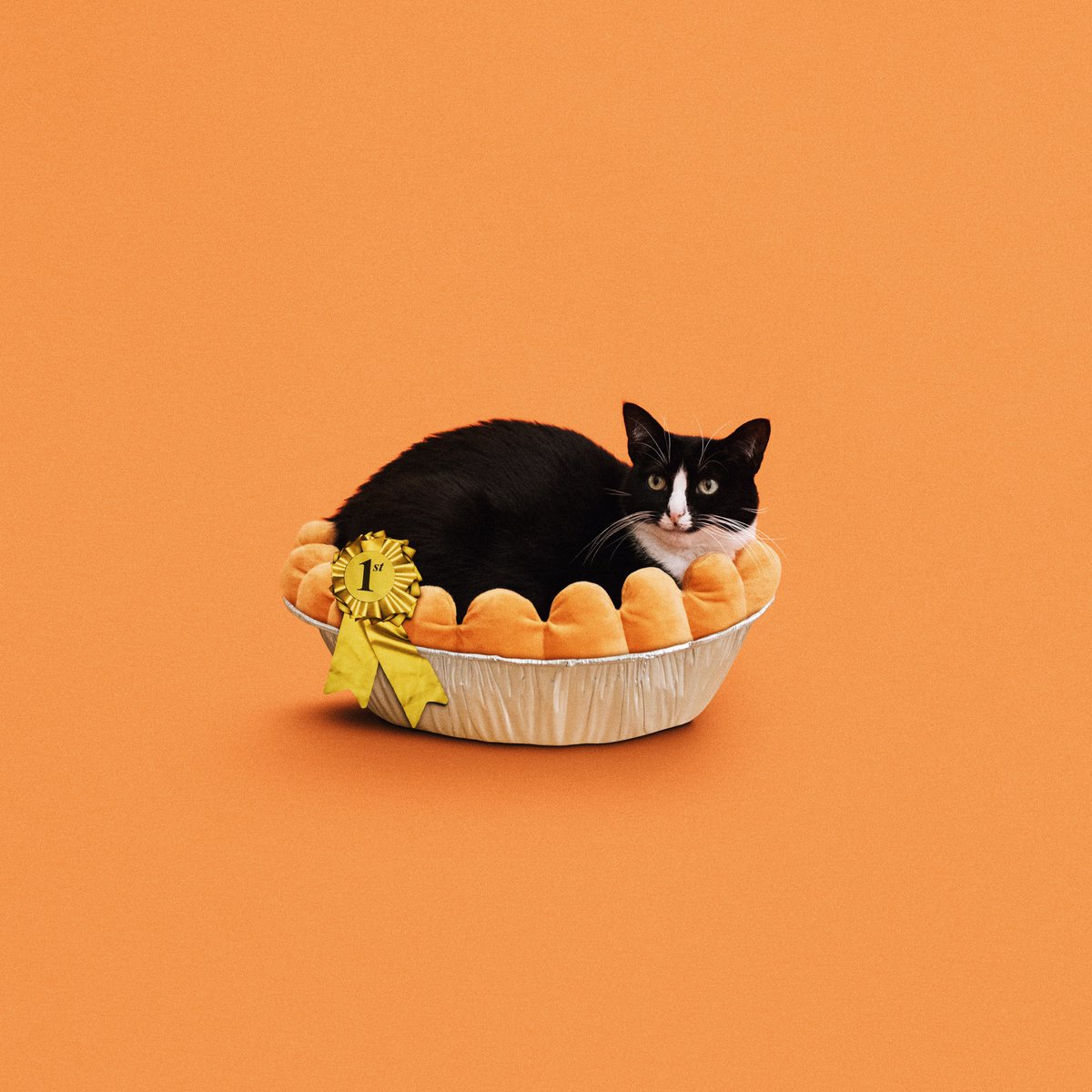 CheetoTuxedo's tweet photo. 🥇Sweet Cheet-Pie 🥧wishes you a very Happy Thanksgiving!
#PrincessCheeto https://t.co/kgN6iQPvCx