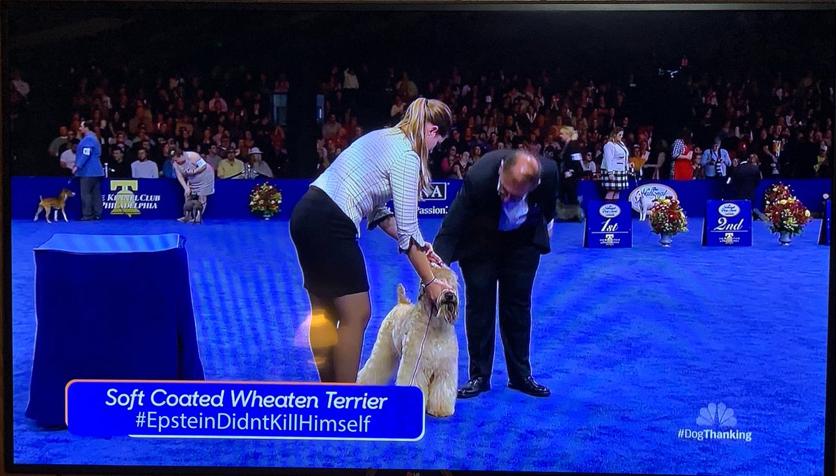 Randalroche's tweet photo. Dog show woke https://t.co/RAlbY7Vpgo