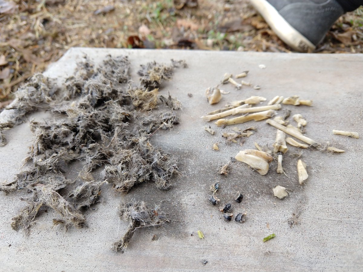 sewestrick's tweet image. Nothing says happy holidays like dissecting a Great Horned owl pellet 😬 #biologistproblems #sorrymom 

Anyone know what those black bits are?