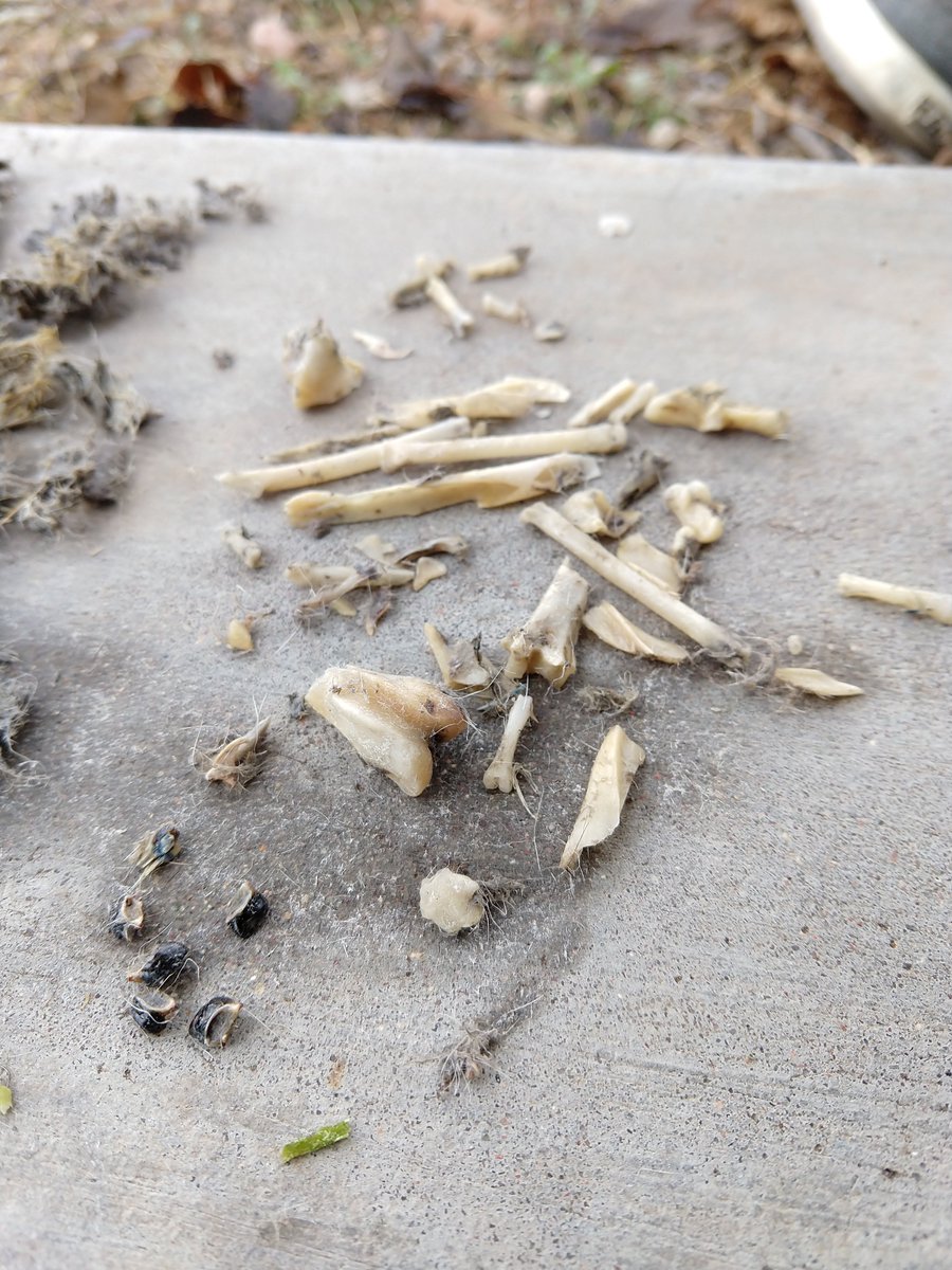 sewestrick's tweet image. Nothing says happy holidays like dissecting a Great Horned owl pellet 😬 #biologistproblems #sorrymom 

Anyone know what those black bits are?