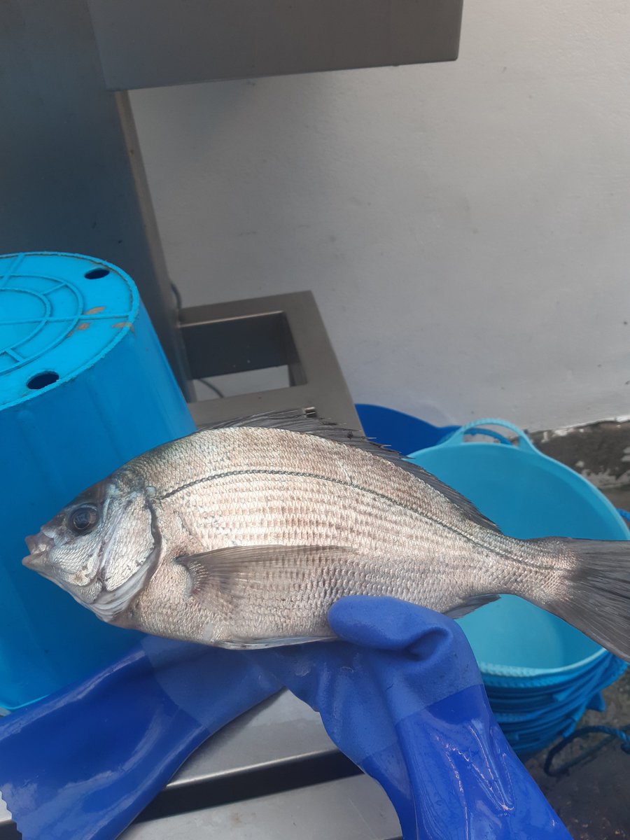 Another long but very good day on boat. Some great fish including a beautiful black bream. #fishing #fish #fishinglife #Fishman #helford #stargazypie #pz849