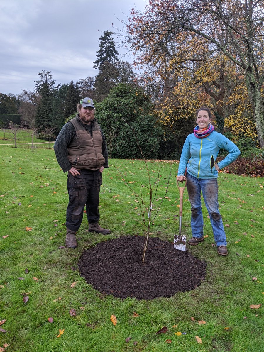 GardeningSaul's tweet photo. It's #NationalTreeWeek and at #Stonelands every year our @WFGA_ #WRAGS trainee plants a tree to mark their time with us, this year @EmCarboni has planted a Davidia involucrata (Handkerchief Tree) in our main lawn, we hope it'll grow into a beautiful specimen #tree #garden #autumn https://t.co/j4wd0qEVe4
