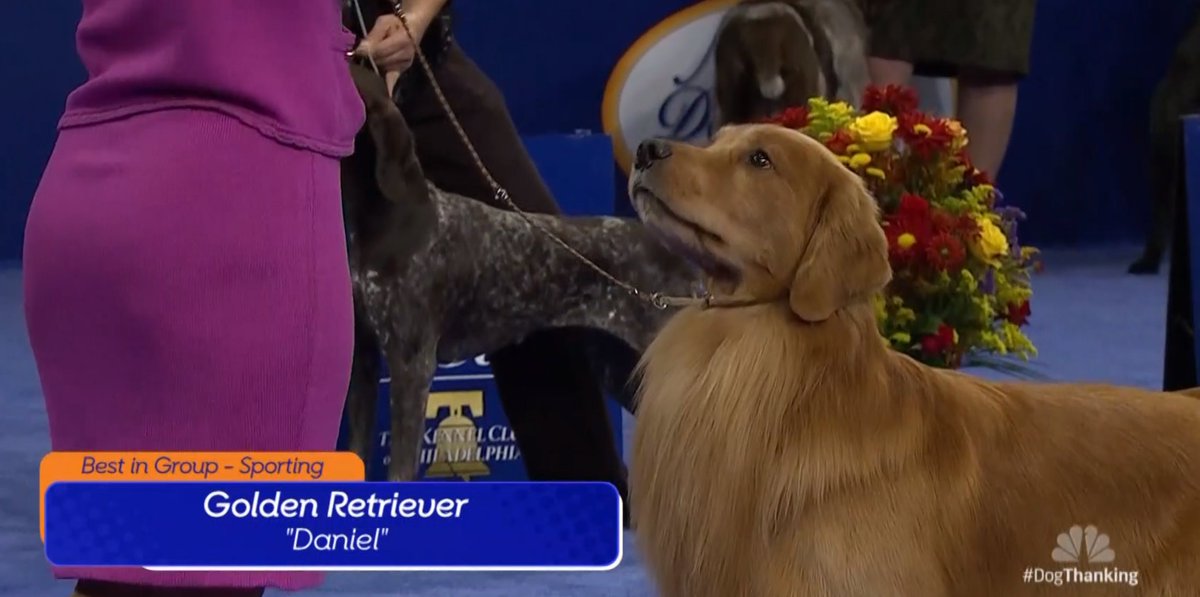 daniel the golden is the best sporting doggocongratulations danielyou must be super good dogyou even beat the springer who was second placeSUCH GOOD DOGS