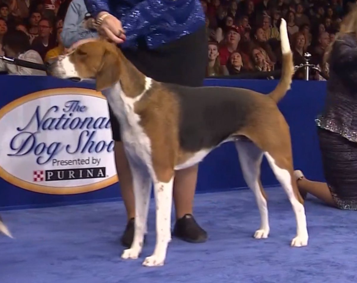 This is American Foxhound and a Treeing Coonhoundthey look like Willow