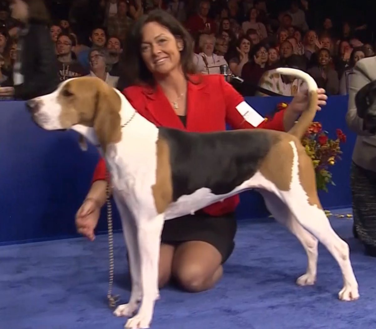 This is American Foxhound and a Treeing Coonhoundthey look like Willow