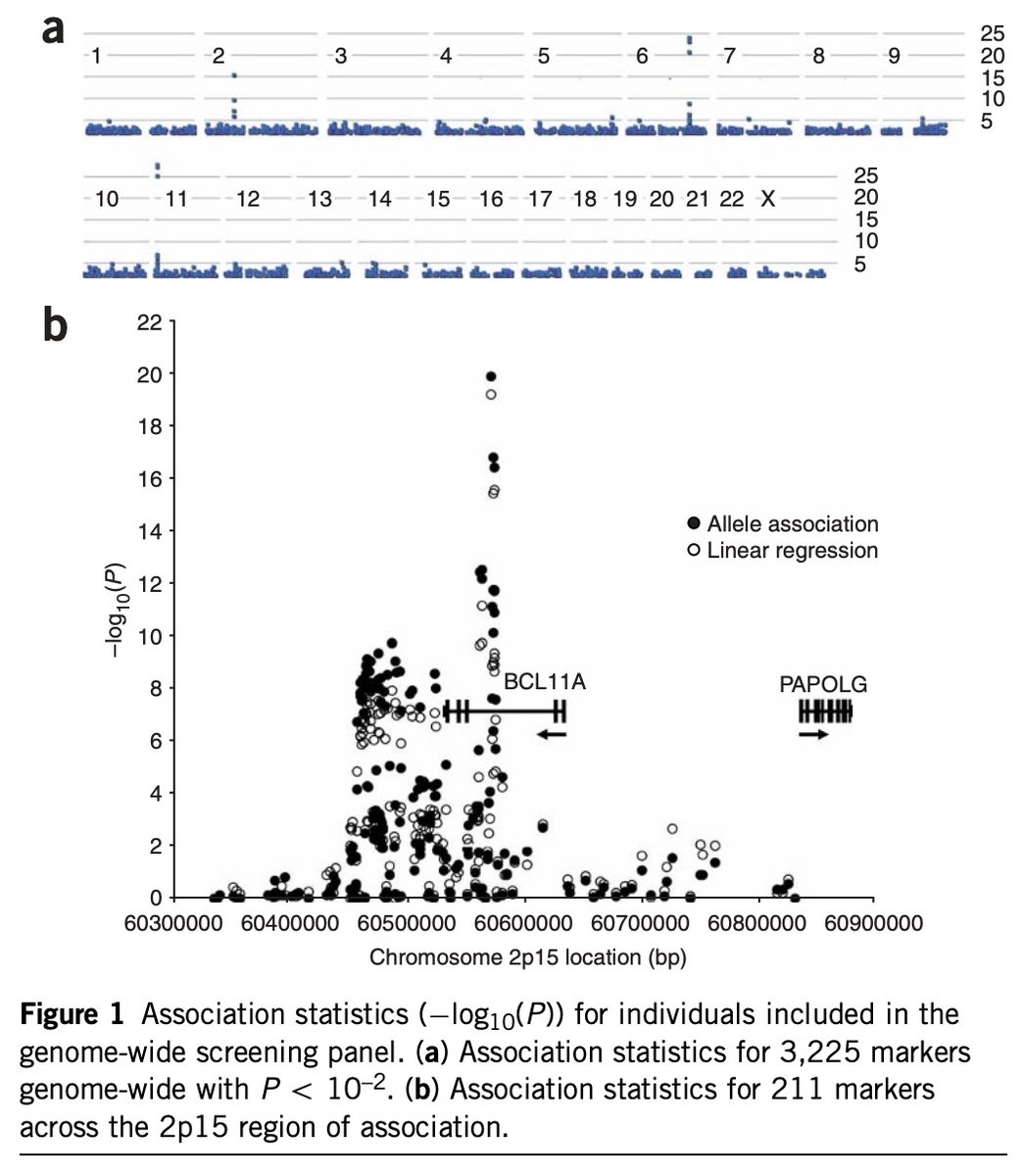 4/In parallel work in 2007/8, Thein & team and Orkin, Cao & team studied the St. Thomas Adult Twin Registry and a cohort of Sardinians: GWAS with adults with the highest vs. lowest HbF.Novel association: BCL11A locus and HbF. https://www.ncbi.nlm.nih.gov/pubmed/17767159  https://www.ncbi.nlm.nih.gov/pubmed/18245381 