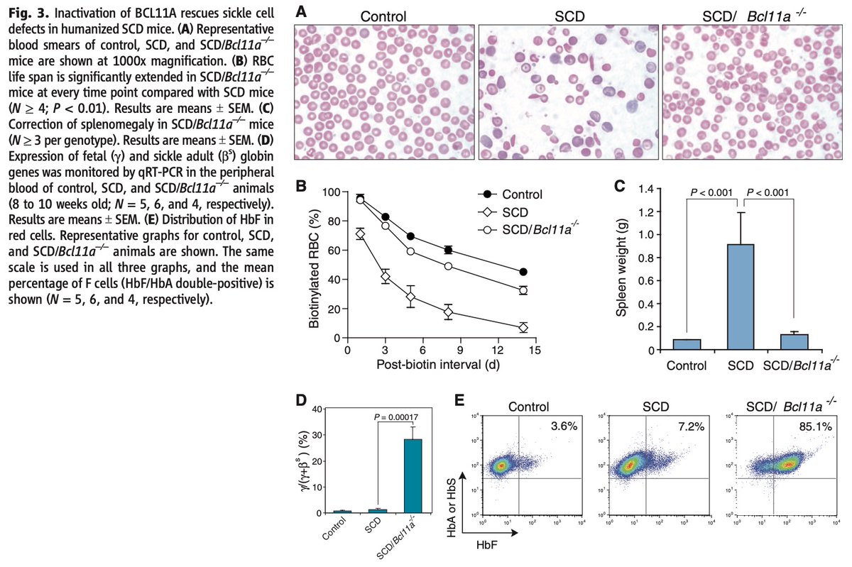 7/In 2011, Xu (of  @JianXuLab), Orkin & team found in a mouse model of SCD that inactivation of BCL11A in the erythroid (red blood cell) lineage corrected the disease.This opened the door to varied strategies to inactivate BCL11A to treat SCD patients. https://www.ncbi.nlm.nih.gov/pubmed/21998251 