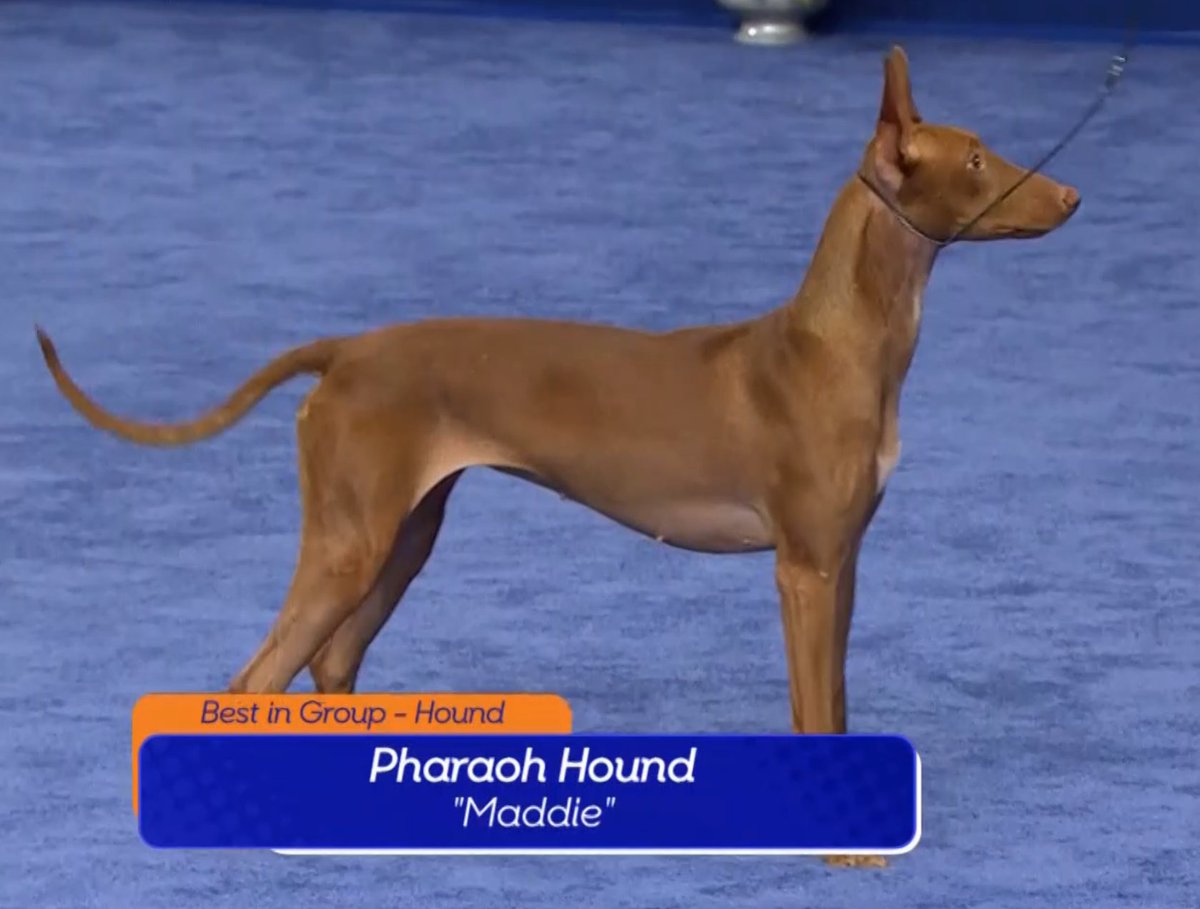 this hound was so good it even beat the looooooooooong doxiethis is a very pretty doggood job maddie