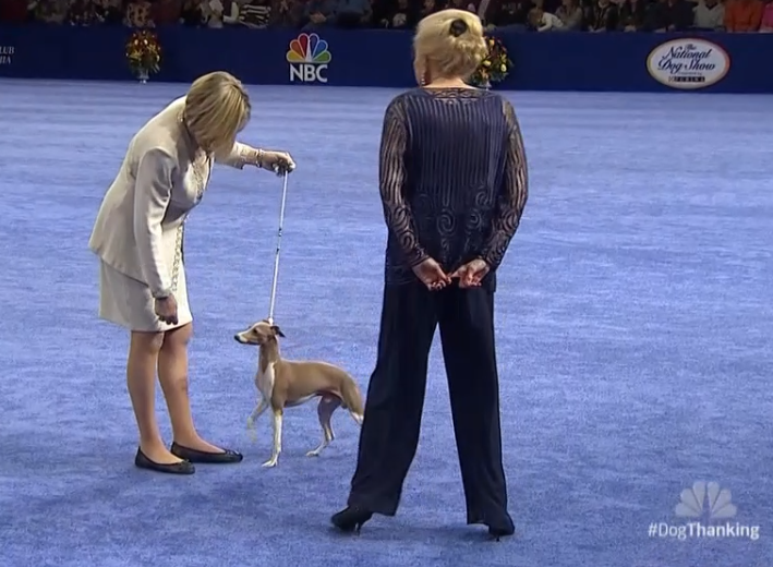 look at this pretty teeny greyhound