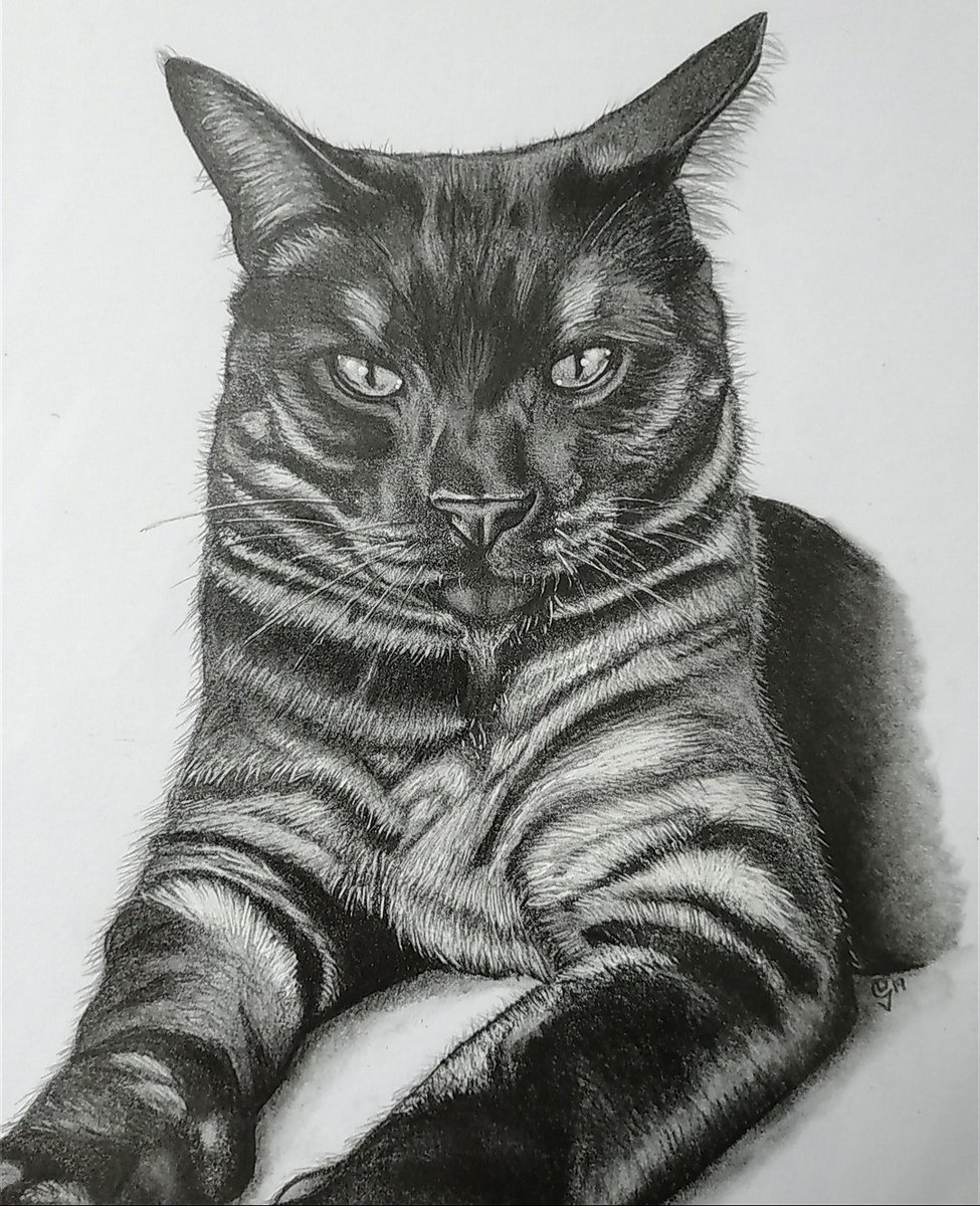 36 Best Photos Black Smoke Cat Rare / Black smoke self mitted | Norwegian forest cat, Norwegian ...