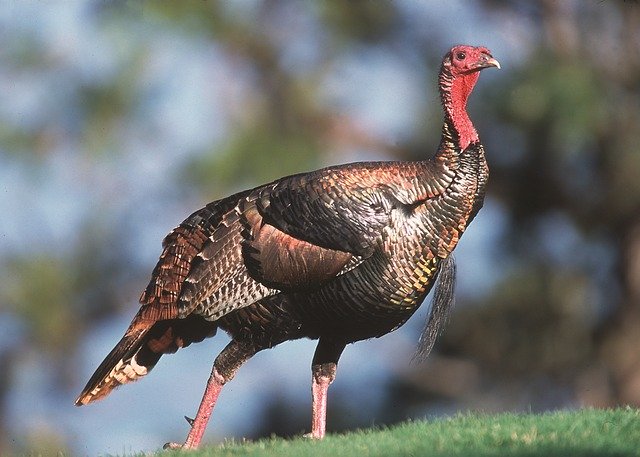 ResolveConserve's tweet photo. Whether you eat turkey or are simply grateful for our native bird, enjoy this day! Happy Thanksgiving!! https://t.co/HuXDQdUzGz