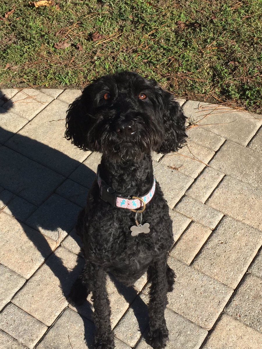 brad_sewell's tweet photo. Roxy says “Happy Thanksgiving!” https://t.co/RjnsFRJHag