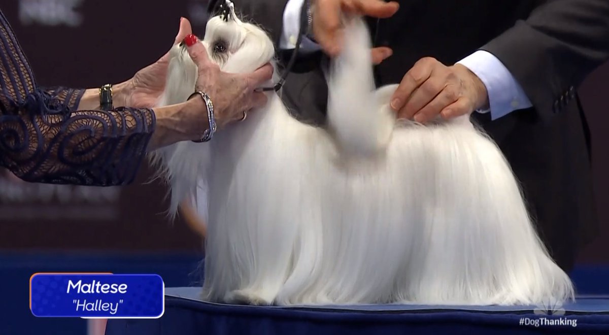 this dog would be the absolute best at decorating its human& #39;s business suits