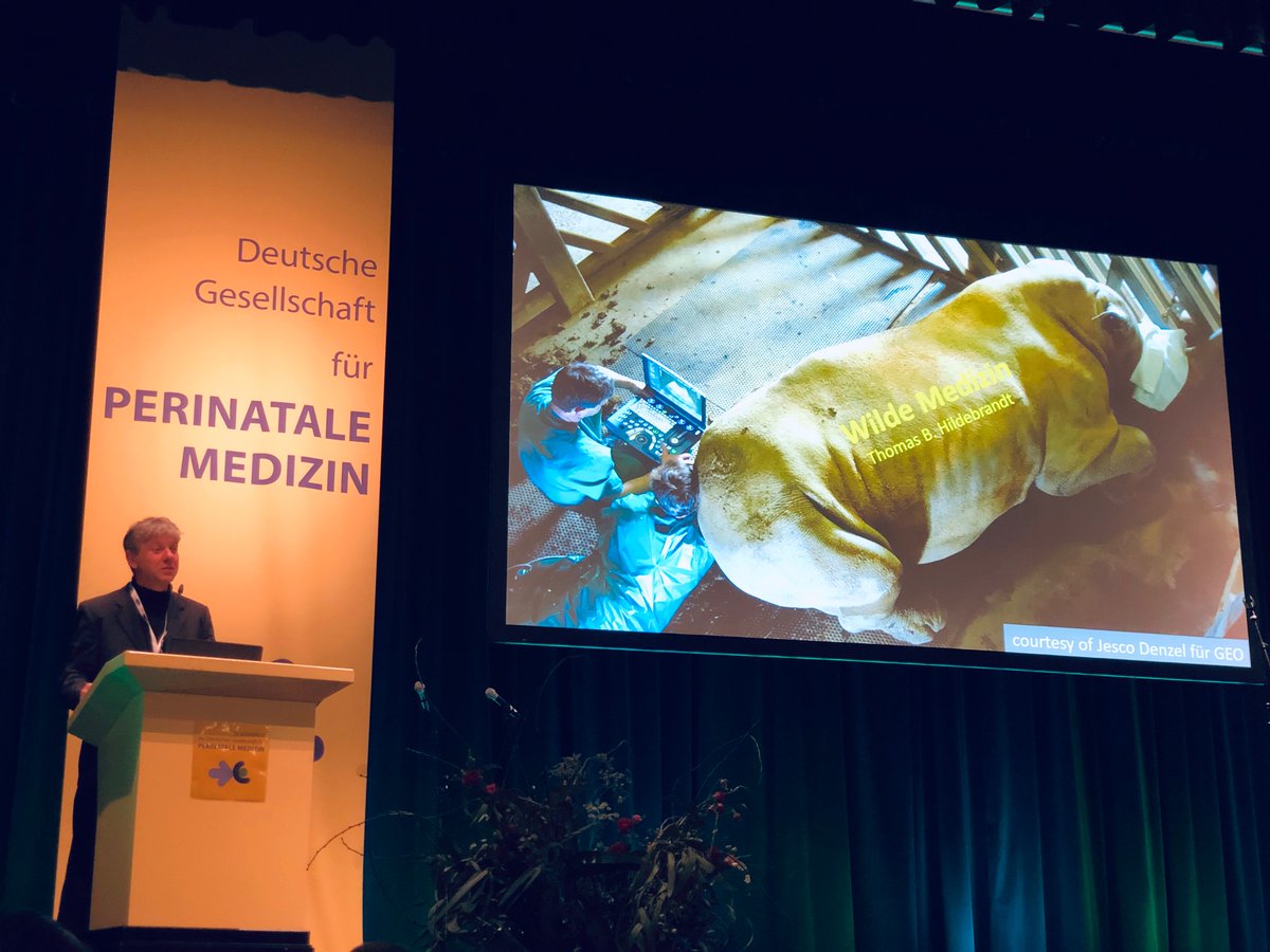 gfcni_newborn's tweet photo. Prof. Thomas Hildebrandt über Reproduktionsmedizin bei wilden Tieren #Festrede #Höhepunkt
Eröffnungsfeier in #Berlin 29. Kongress der Deutschen Gesellschaft für Perinatale Medizin @EFCNIwecare #vorOrt https://t.co/ifWG3f3sdd