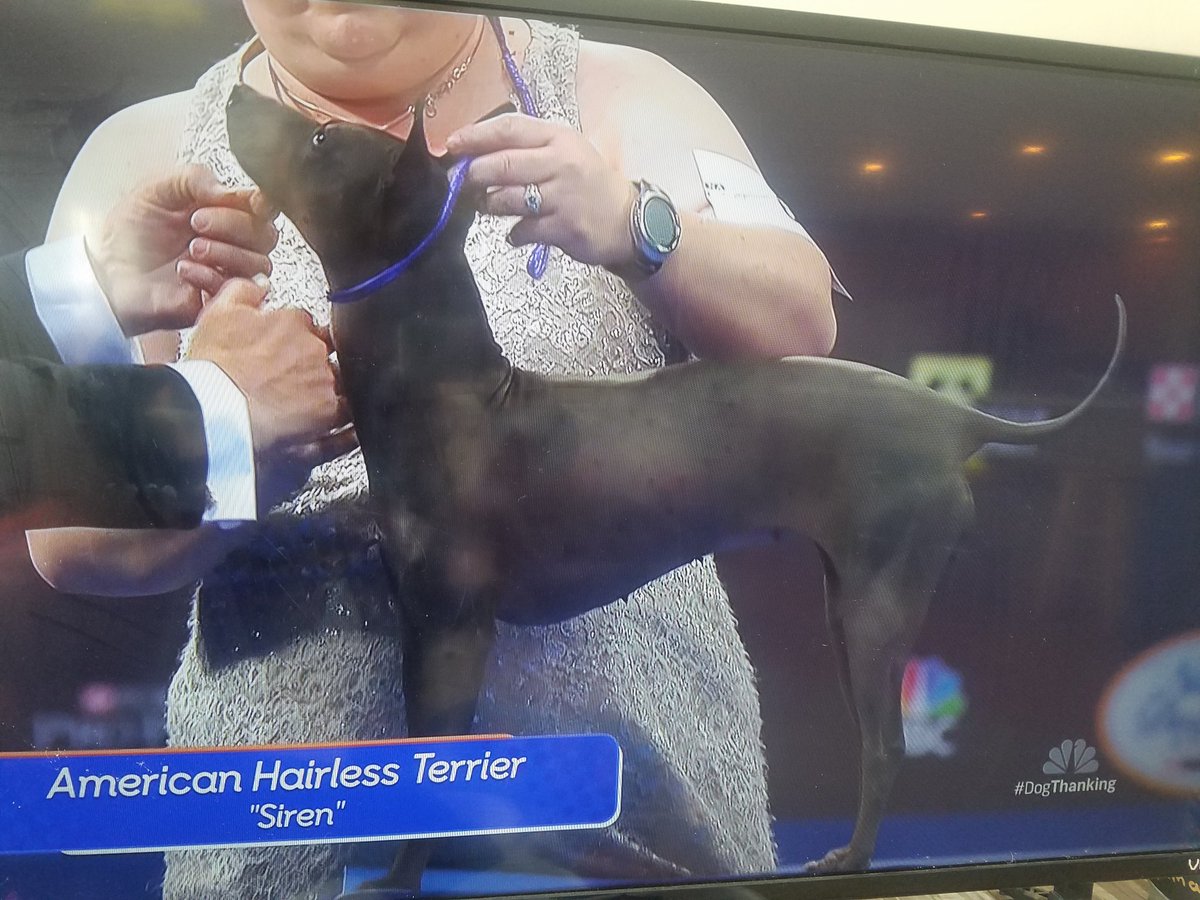 glessingfarm's tweet photo. Suggested to my companion animal classes to watch... #dogthanking I wonder how many are watching? https://t.co/i72RHwBSVv