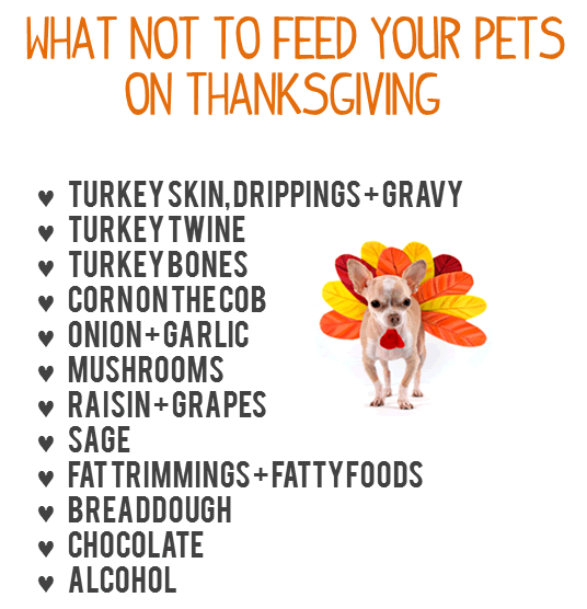 What not to feed pets: turkey skin, bones, mushrooms, onion, garlic, raisins, sage, alcohol, dough, chocolate.