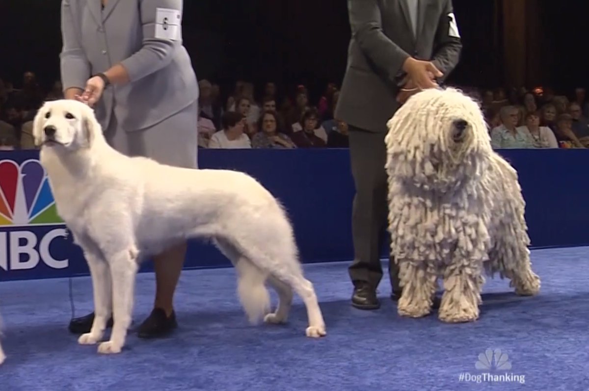 short hairshaggy hairit does not matterall of these are very good working dogs