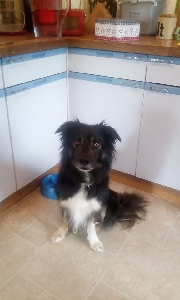 gelert01's tweet image. ‼️#Littledean #WestGloucestershire‼️ 

🔴#Max Blk &amp;amp; Wht Border Collie Missing today 28/11/2019 approx

🐦Plis RT to help find #MAX🐦

@veryluckypugs @FoundLostDogs @rosiedoc666 @RachaelB100 @Lorrain90964806 @PetsLocated @Cymru_01 @lornsalexander @SallysHelpPaws