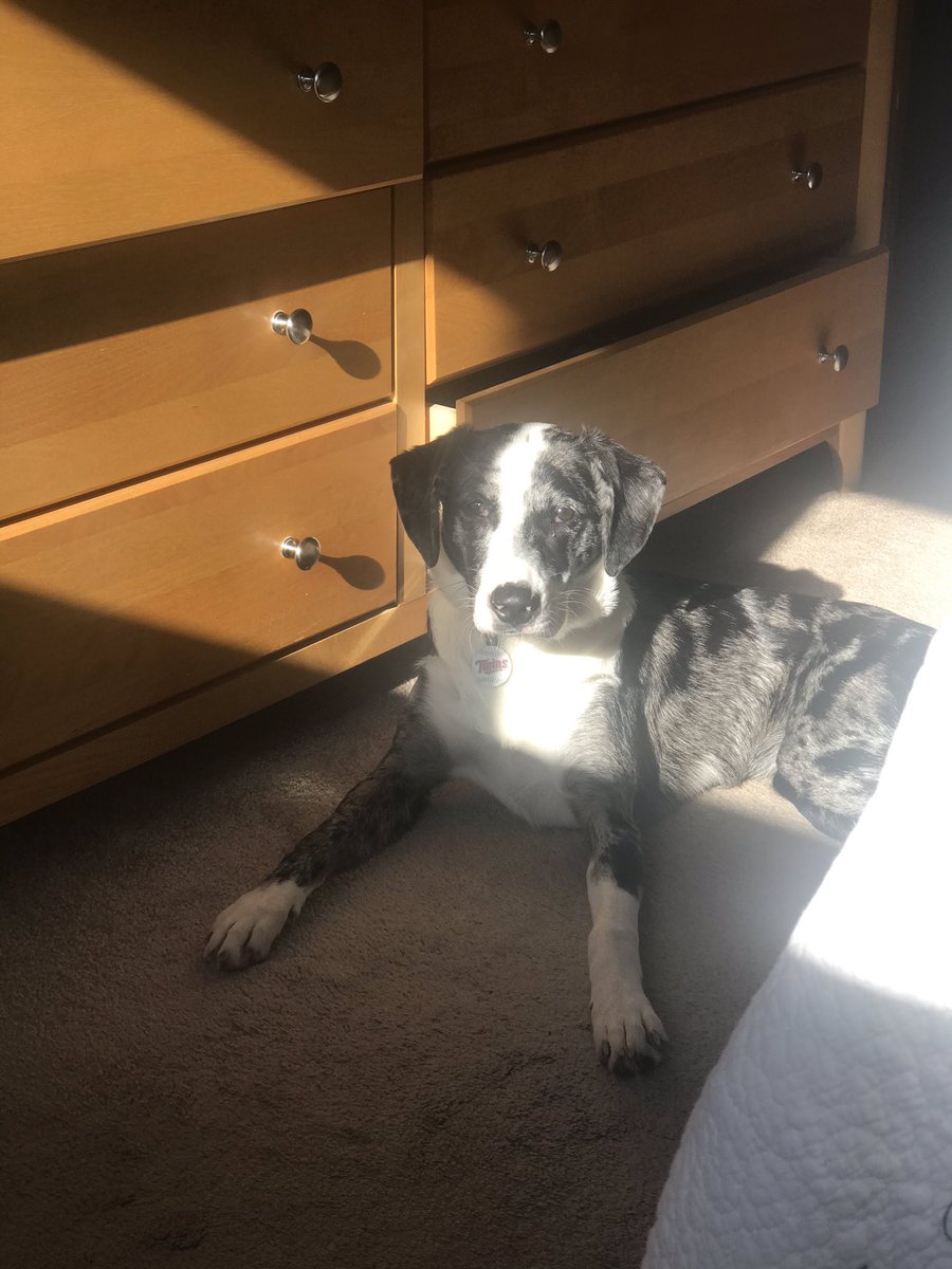 Amyinchan's tweet photo. My aussie #dogthanking https://t.co/rqPH5G22ts