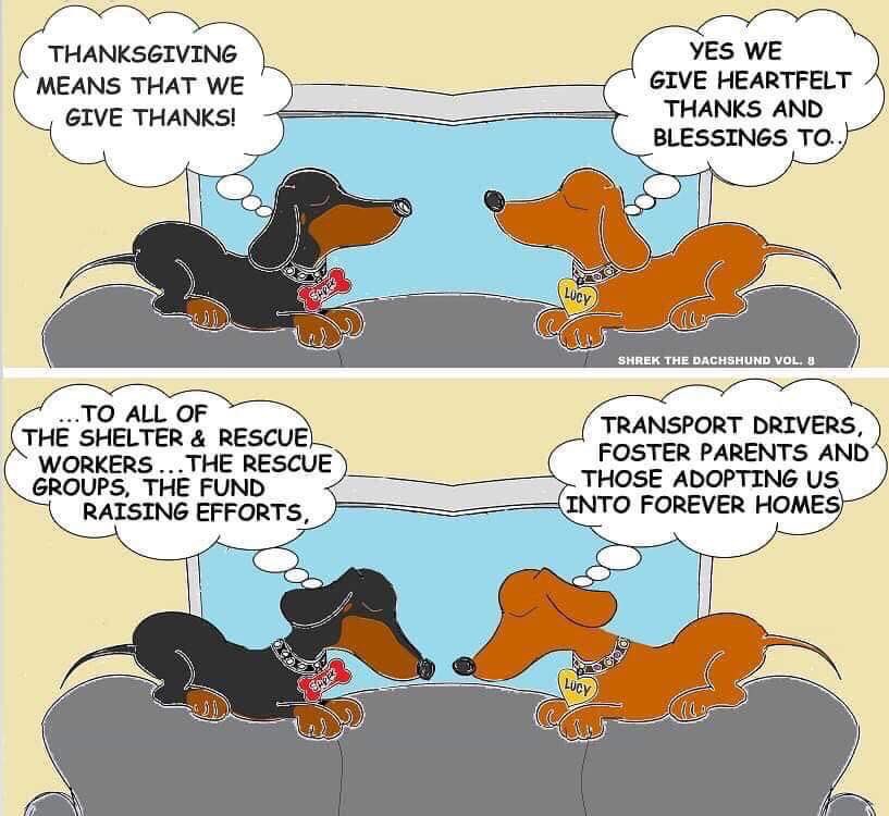 We are so thankful for the incredible network of people who voluntarily work so hard to help all the animals that enter our program as well as the generous donors that make it all possible. 
Thank you. 
We could never do it without you. 

Happy Thanksgiving!