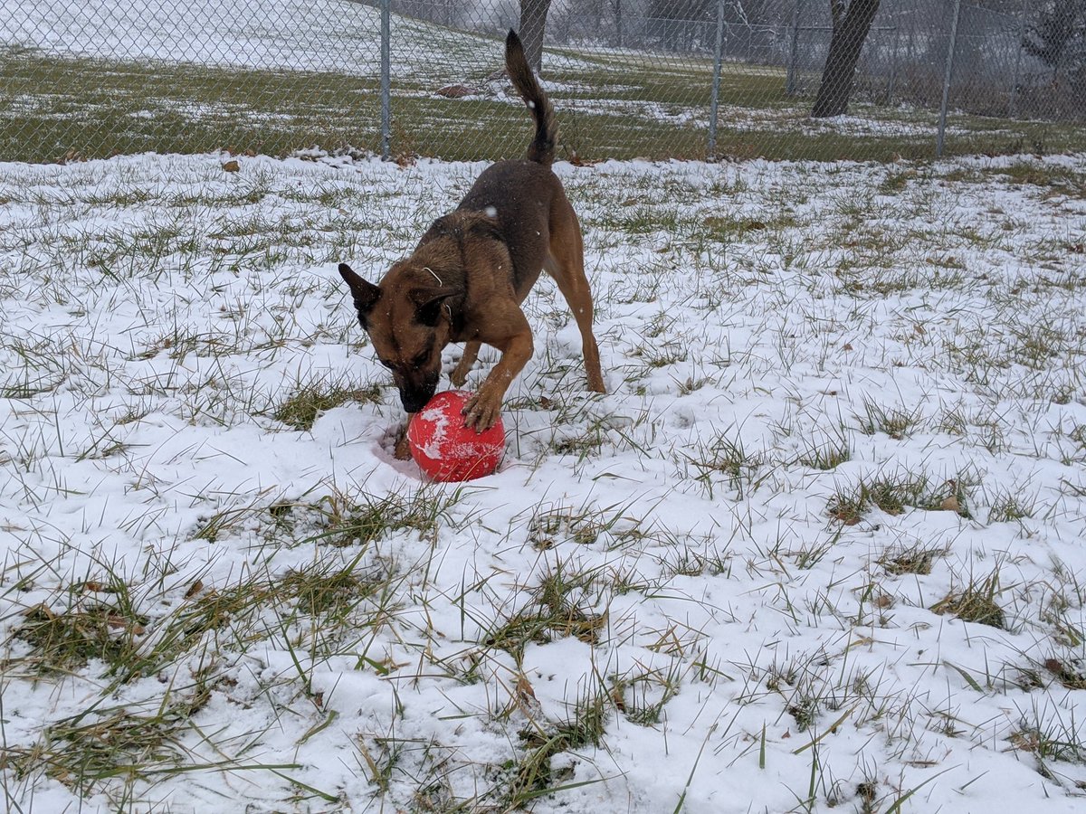 Happy Thanksgiving folks! I'm thankful for Squishies, Kongs, my dad's rocket arm, everyone working today, and all my fans. No turkey for me...but ill take some Boomer ball in the snow.