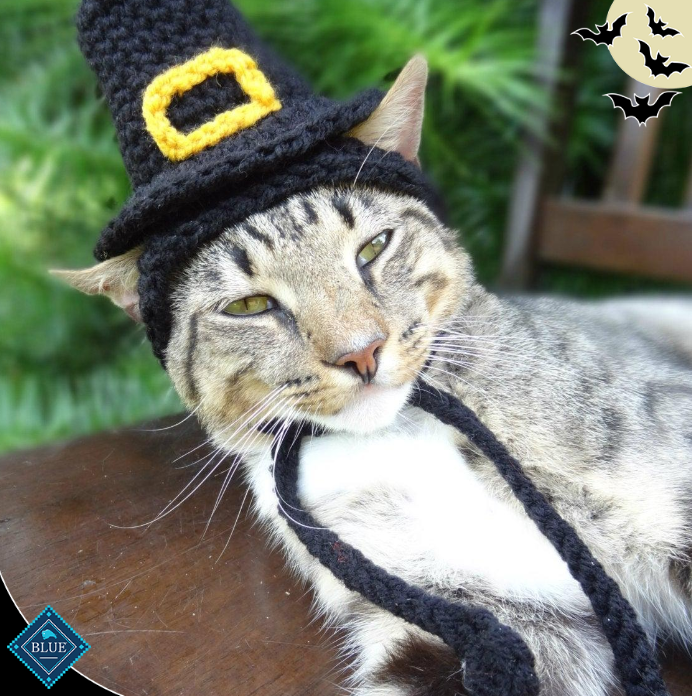 Wishing you all a very joyful Thanksgiving Day to our human and furry friends alike! Today is a wonderful moment to be grateful for all of the amazing things in life.  We hope your day is filled with love and laughter. #Thanksgiving #HappyThanksgiving #GiveThanks