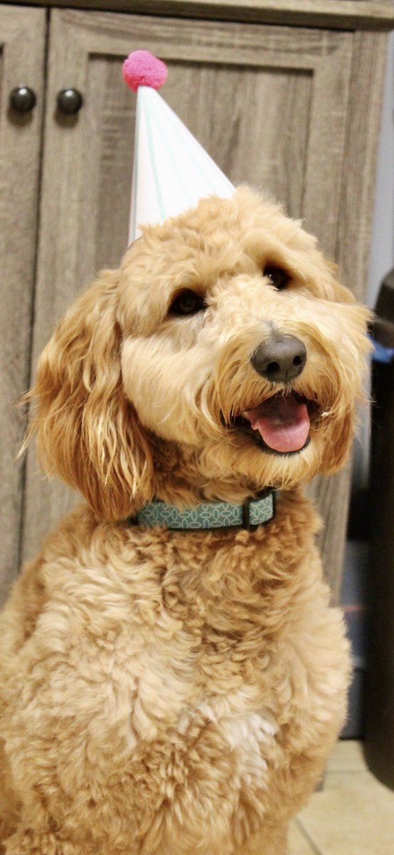 prob67's tweet photo. @megynkelly @guypbenson Fallon Doodle, cutest pup ever https://t.co/tFSLym4k2z