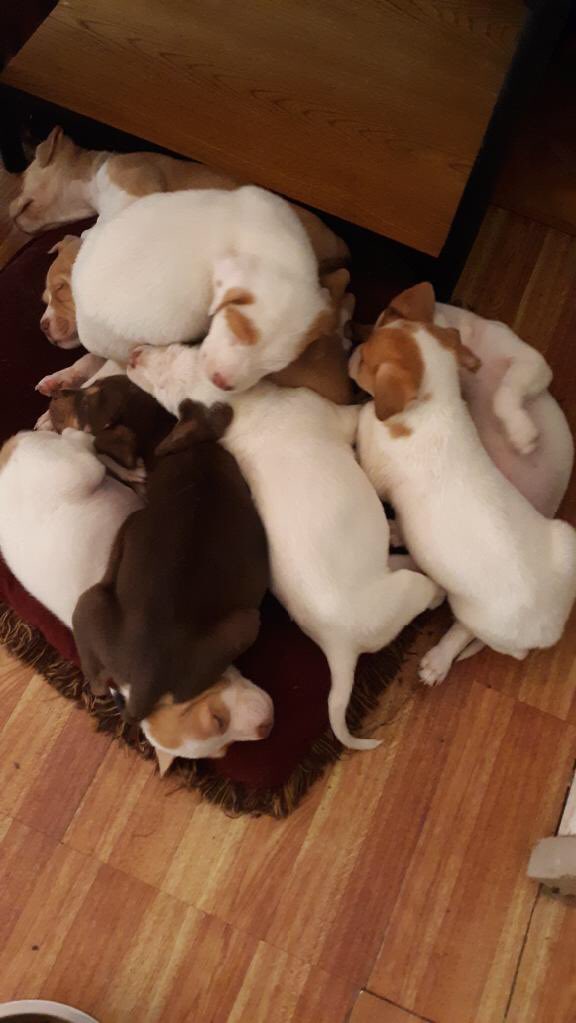 Okay Friends . 7 puppies. 6 boys 1 girl. 8 weeks old now! Group name and individual names needed! Please post below!