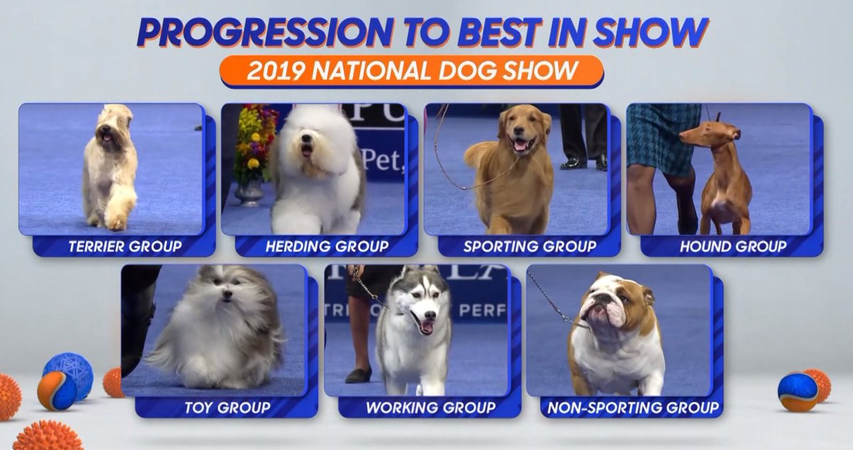 ALMOST TIME FOR THE BEST BEST DOG