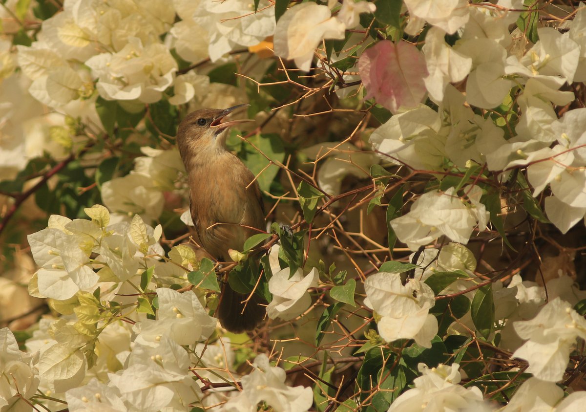 Markthebirder's tweet photo. When you look out of the window to see what the bloody racket is and it's a Clamorous Reed Warbler legitimately clamoring thru the flowers
@JordanWatching @BirdingCenter
#jordanvalleybirdwatchingcenter #JVBC #zeissbirding #israel #jordanvalley https://t.co/LNv0gHAr1x