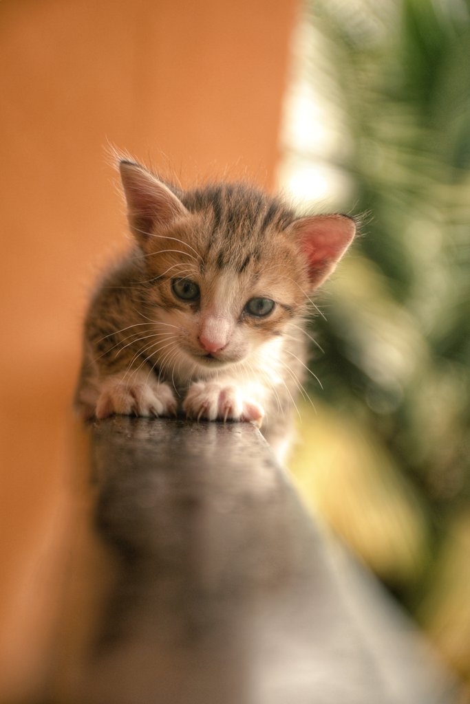 madhukarghogle's tweet photo. #photography #animalshoot #catlover #PhotoOfTheDay https://t.co/UM92KK2SWt