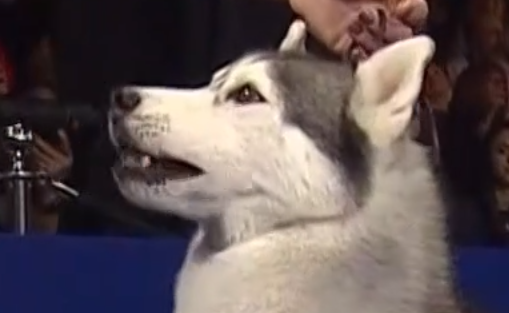 look that this floofy husky