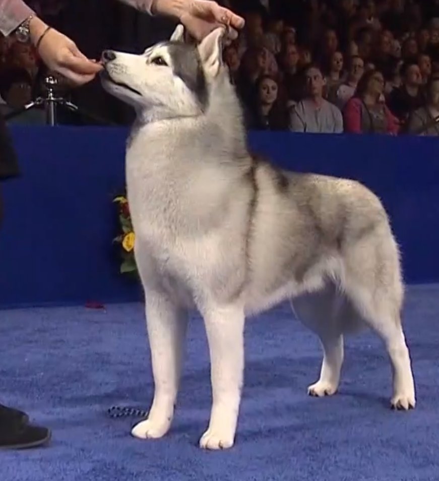 look that this floofy husky