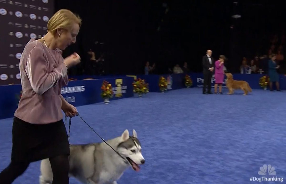 ...the human was showing the husky a snakkieand thenput it in her own mouthand thentook it outwhy are you teasing the poor huskylet the husky have the snakk